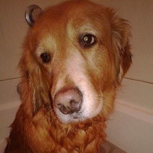 Meet your Posher, Pam